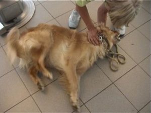 Epilepsie bei einem Hund
