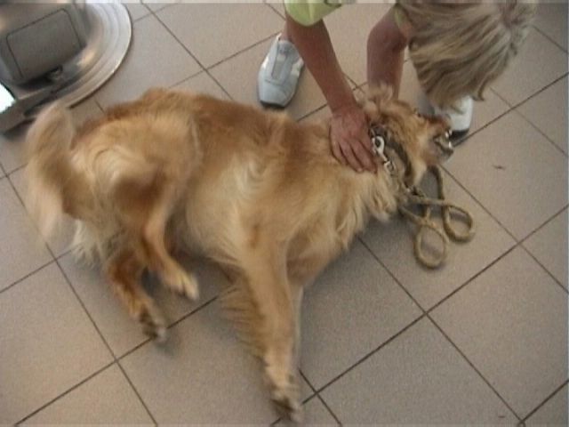 [:de]Hund erleidet einen epileptischen Anfall [:]